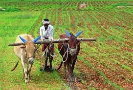 Government, FAO launches agriculture project in 5 states 