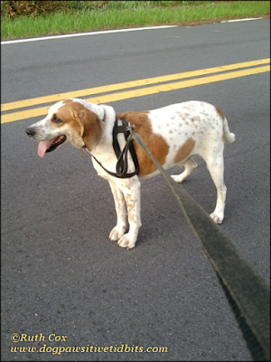 Stubborn Hound Dog Valentino In the Middle of the Road