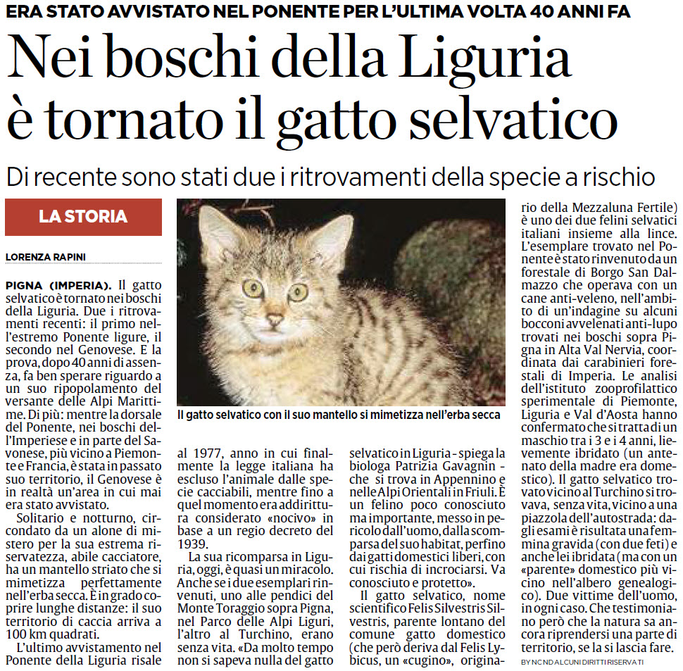 Alassiofutura Pigna Imperia Nei Boschi Della Liguria è Tornato