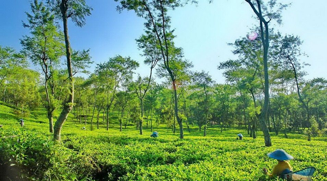 Kebun Teh Wonosari Malang Kebun Teh Wonosari Malang