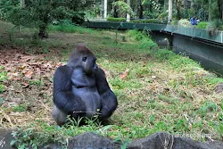 gorilla kebun binatang ragunan jakarta