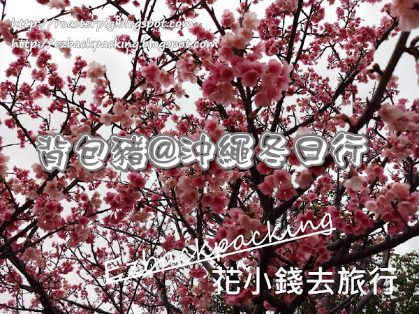 跟着背包豬遊冬日沖繩速報! 名護+八重岳+萬座毛+那霸櫻花現況及賞櫻心得
