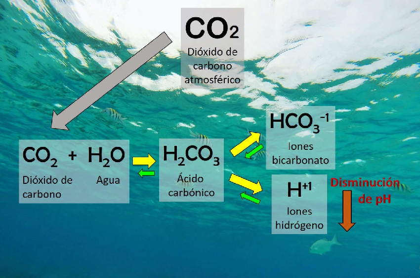 agua y dióxido de carbono