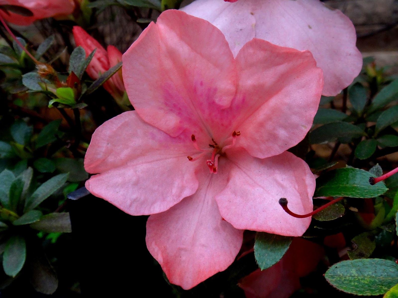 Uma flor por dia: Azaleia-anã