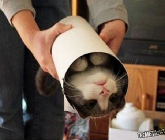 Aujourd'hui, je "tchatte" sur les Chats #carton #cardboard - 36 carton et chat 35