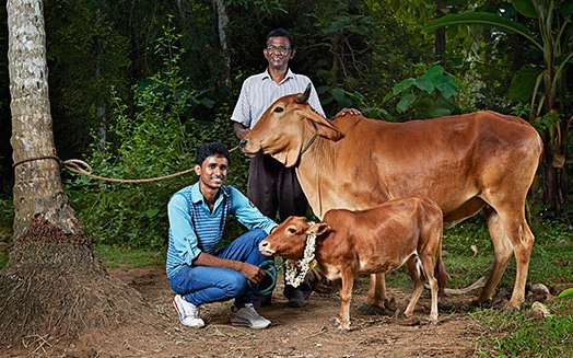 Sapi Terpendek di Dunia - Masuk Guinness World Records