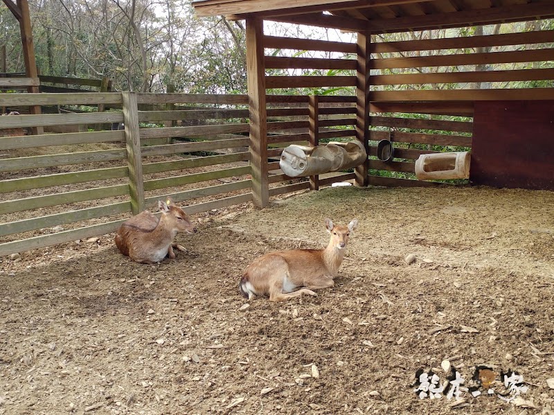 苗栗親子必訪|可愛鴨鴨大遊行、兔寶寶、黑山羊生態區~飛牛牧場有趣互動體驗