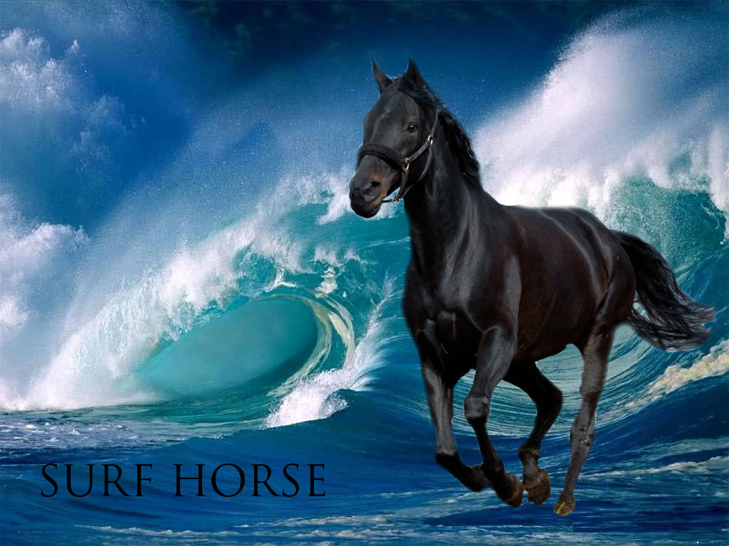 P&T Mountain Explorers SURF HORSE