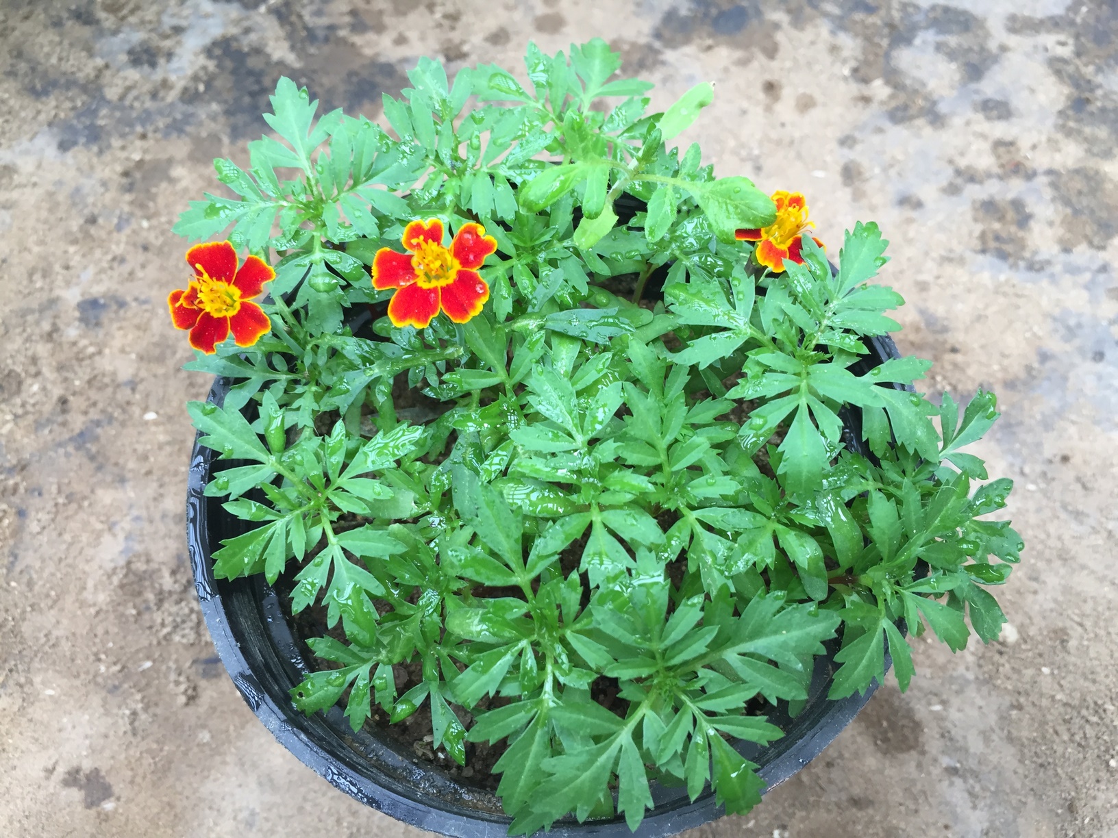 Marigolds germinate quickly, grow rapidly and blooms should appear within a few weeks of sowing.