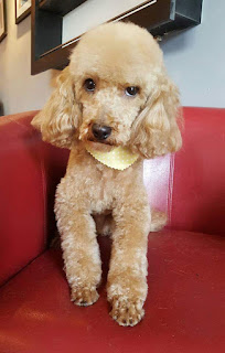 Mutleys Dog Grooming Mutleys Dog Grooming