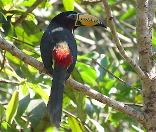 Lettered Aracari Lettered Aracari
