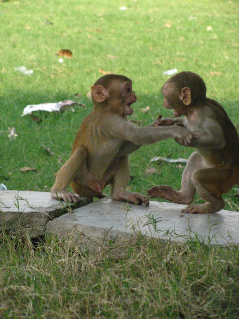 animal behavior, Bonnet Macaque, Haryana, playing monkeys, funny pictures, funny animal pictures, 