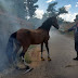Bombeiros resgatam cavalo de incêndio em vegetação; situação aconteceu em Barreiras.