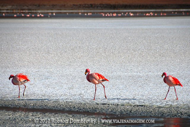 flamingos na bolivia
