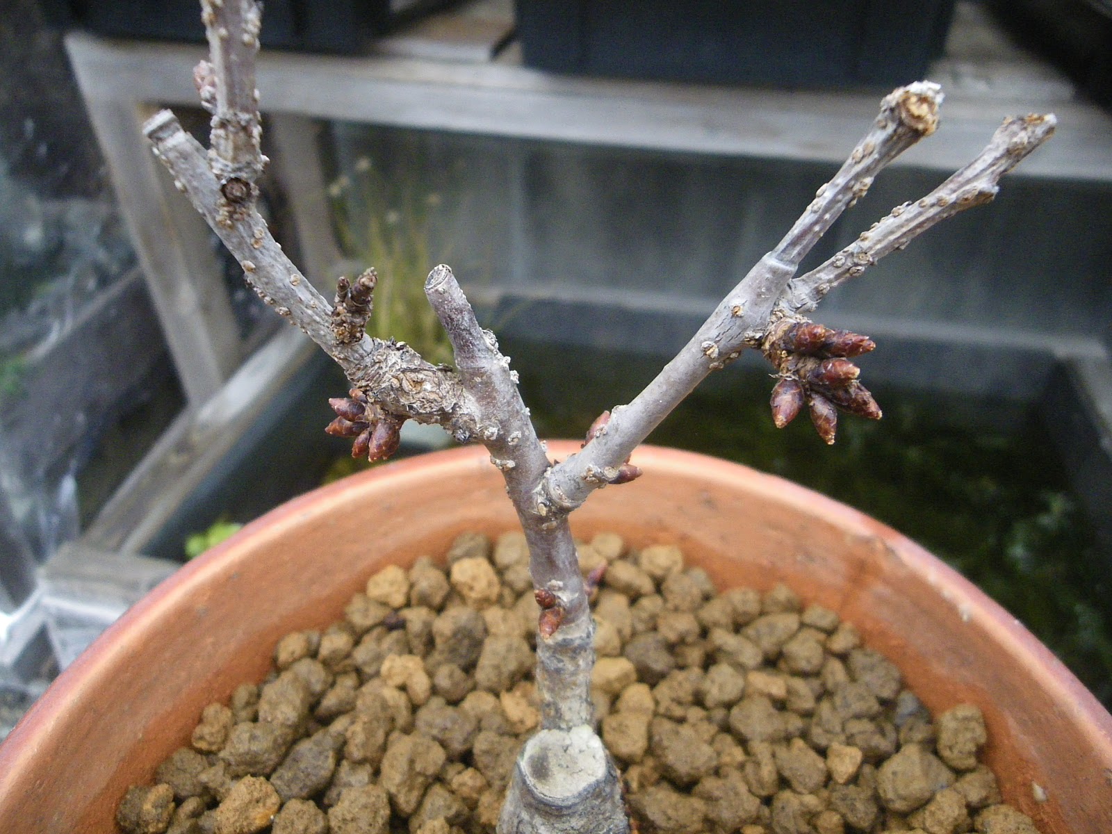 枯れたミニ盆栽を回復させる方法はある 旭山桜で実践 メダカの大工