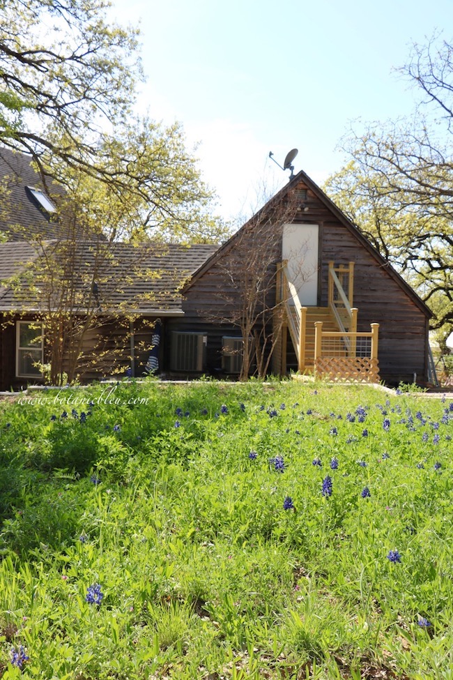 Texas bluebonnets require full sun to bloom spectacularly