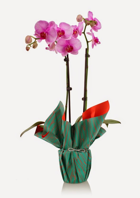Paixão por orquídeas - Meu orquidário: Orquídeas – presente para o Dia das  Mães... Como cultivar?