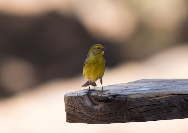Atlantic Canary - Las Lajas, Tenerife Atlantic Canary - Las Lajas, Tenerife