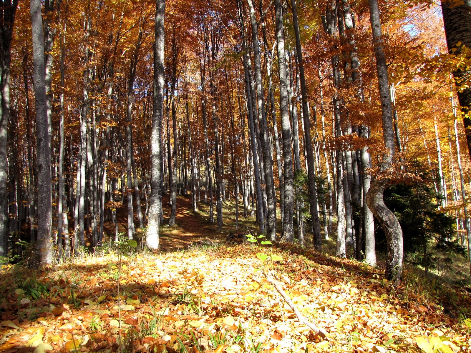 Hobby De Mamica Photo Responsabilitate Sociala Si Altele 