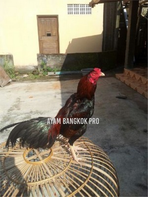 Jual Ayam Bangkok Usia 10 Bulan Tipe Tarung Ngalung-Nyayap-Ngolong Jual Ayam Bangkok Usia 10 Bulan Tipe Tarung Ngalung-Nyayap-Ngolong