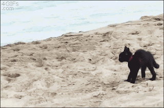 cat running on beach