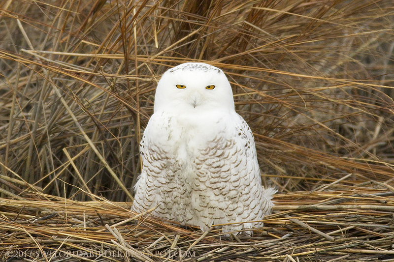 Snowy Owl At Long Beach Connecticut Focusing on Wildlife