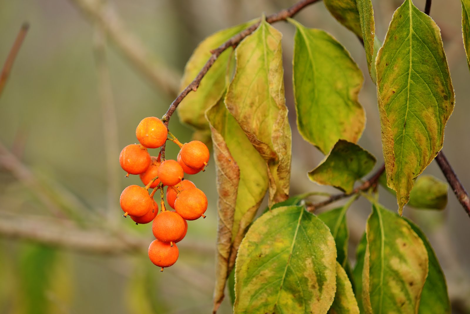 Indiana Plant A Day American Bittersweet