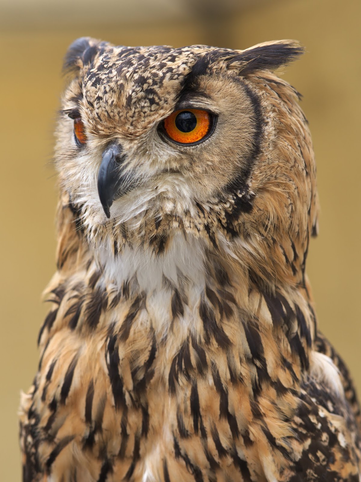Owl Science