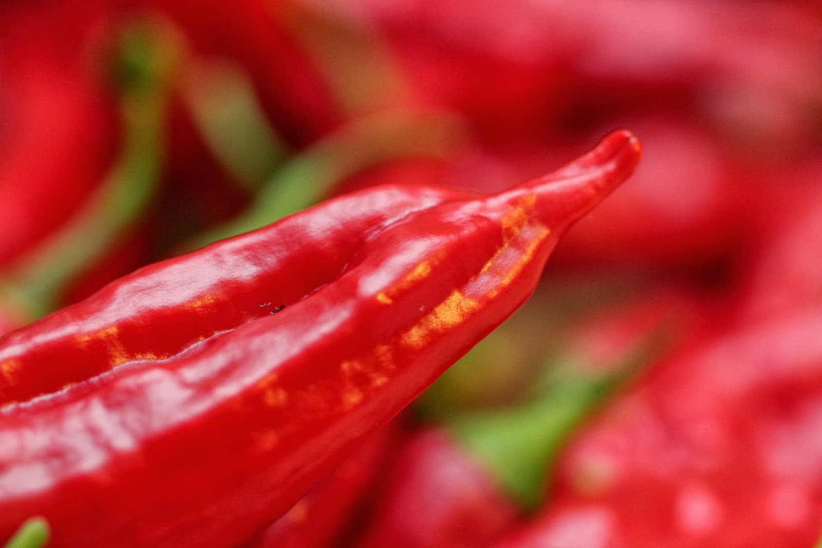 MyFoodBlogi: Harvesting chili