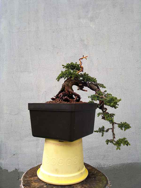 Bonsai moja droga... Jałowiec pospolity Juniperus communis "green