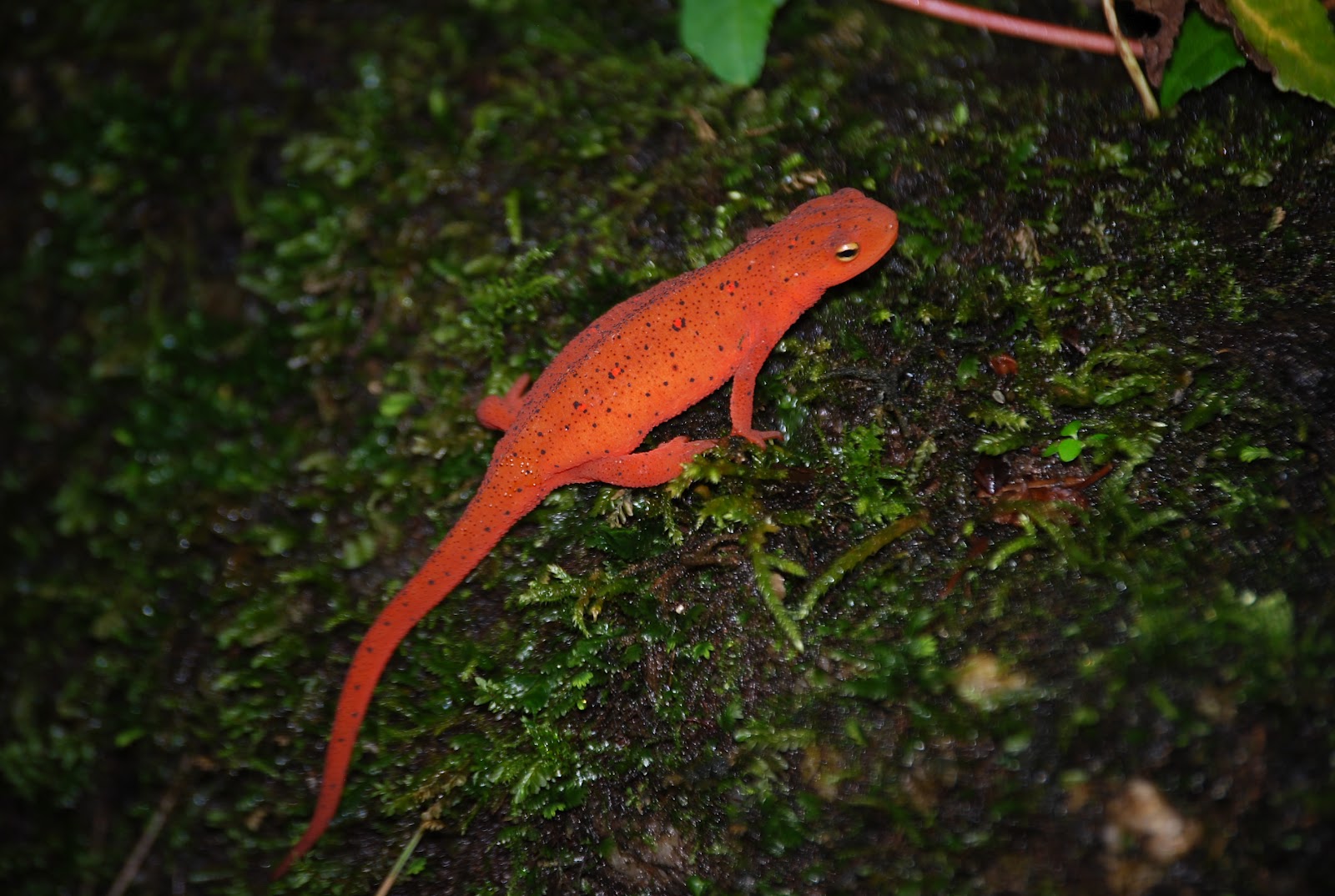 North Georgia Naturalist: Eastern Newt - red eft
