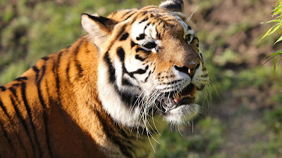 close-up-tiger-look-so-beautiful-awesome