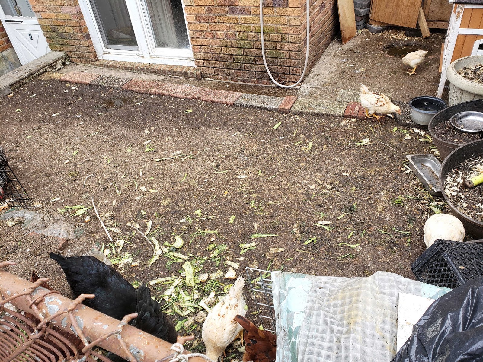 Raising Live Chickens in Brooklyn