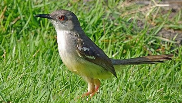 34++ Burung branjangan sawah terupdate