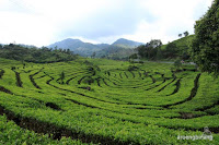 perkebunan teh rancabali ciwidey