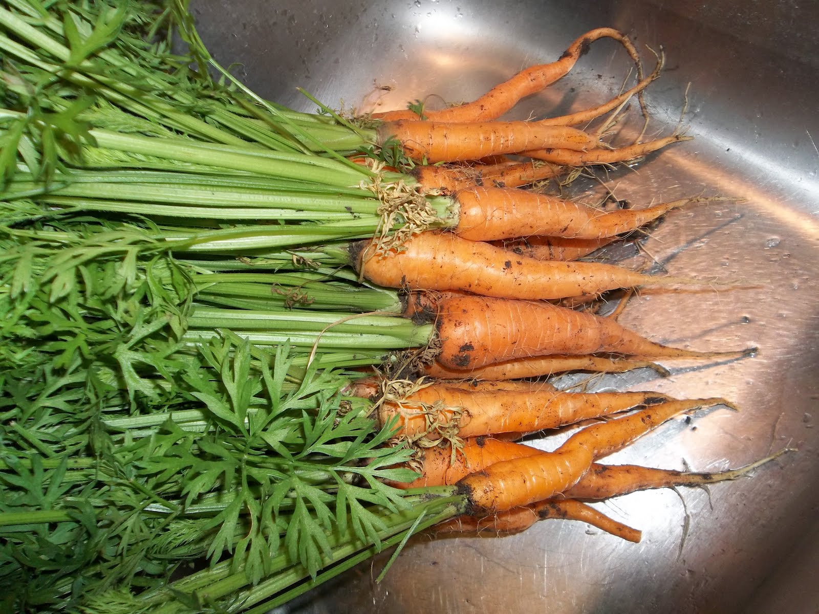 I Grow Vegetables How to Grow Carrots