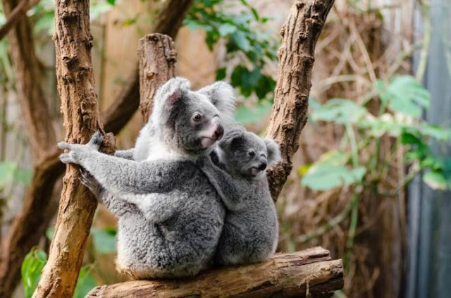 wildlife wildlife
