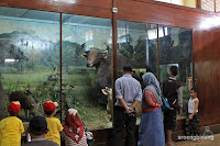 museum zoologi bogor