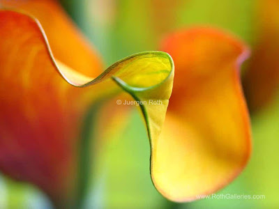 http://juergenroth.photoshelter.com/gallery/Abstract-Flower-Photography/G0000xwJgMChQG_s/