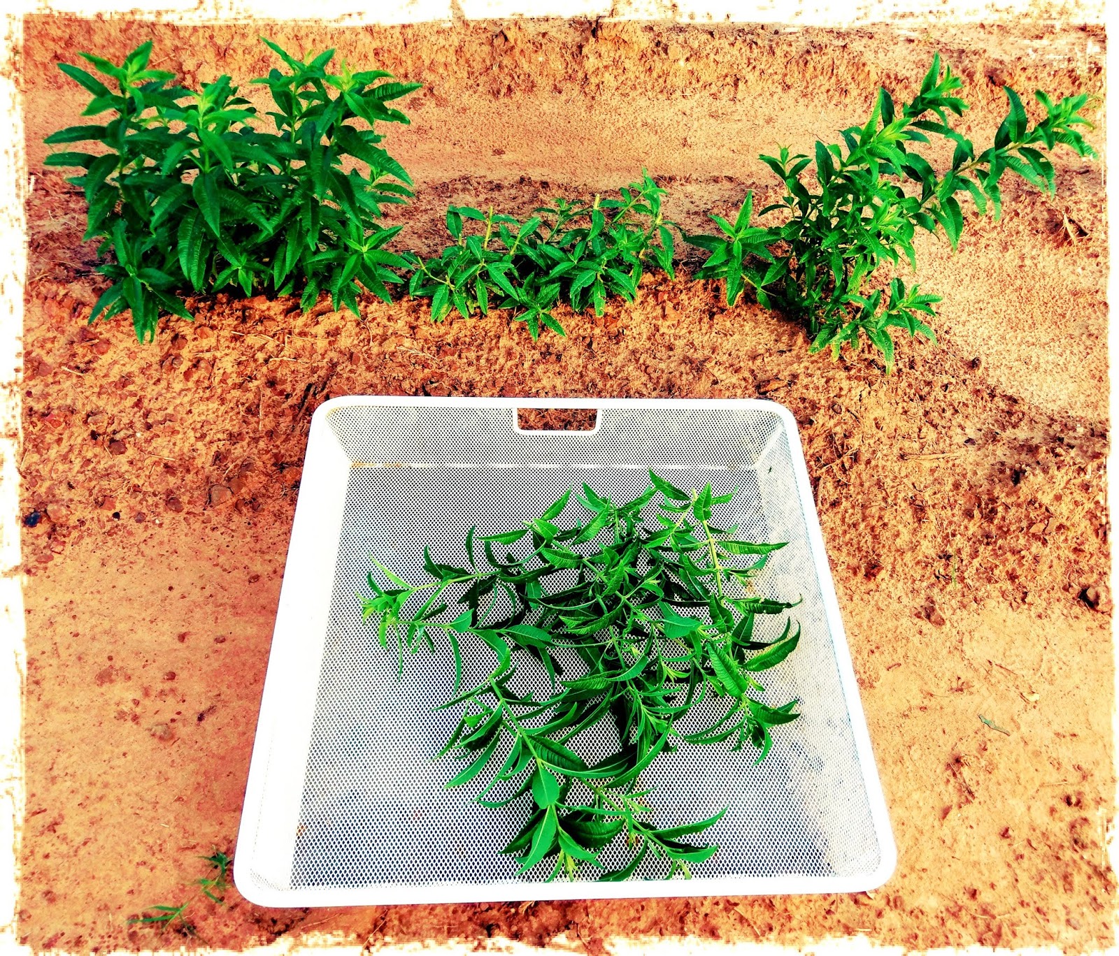 Lemon Verbena Living: Lemon Verbena - Before and After Pruning