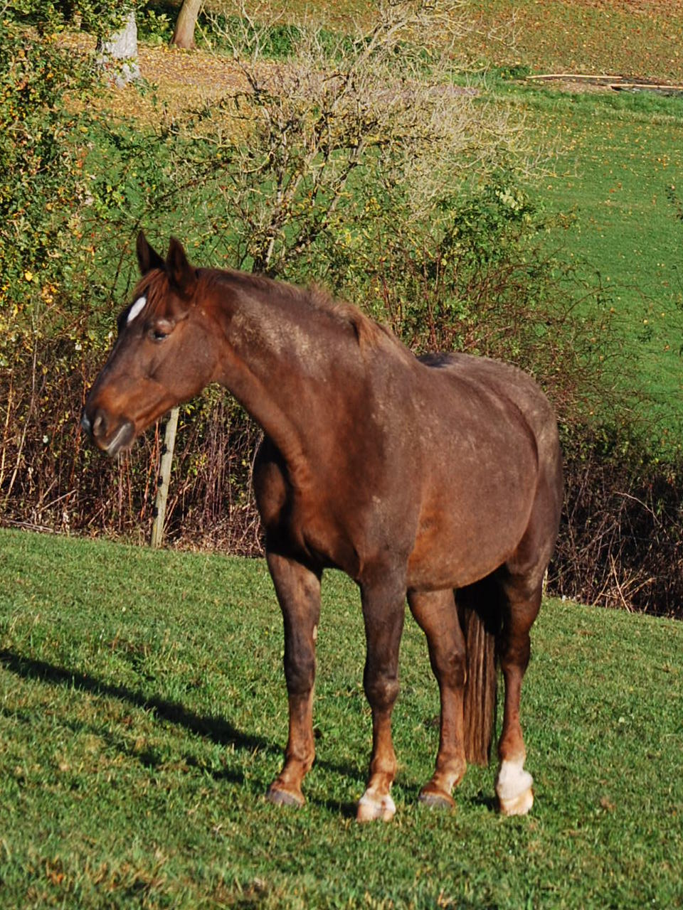 La Citta Di Carta Lampada Cavallo Pferde Lampe