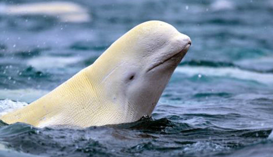 The_Hillwood_Herald: What Do You Know About Beluga Whales?