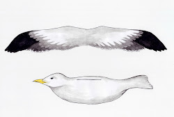 seagull printable printables craft mobile paper pattern kleuters birds meeuwen crafts template flying meeuw knutselen wings gull drawing scribd wood