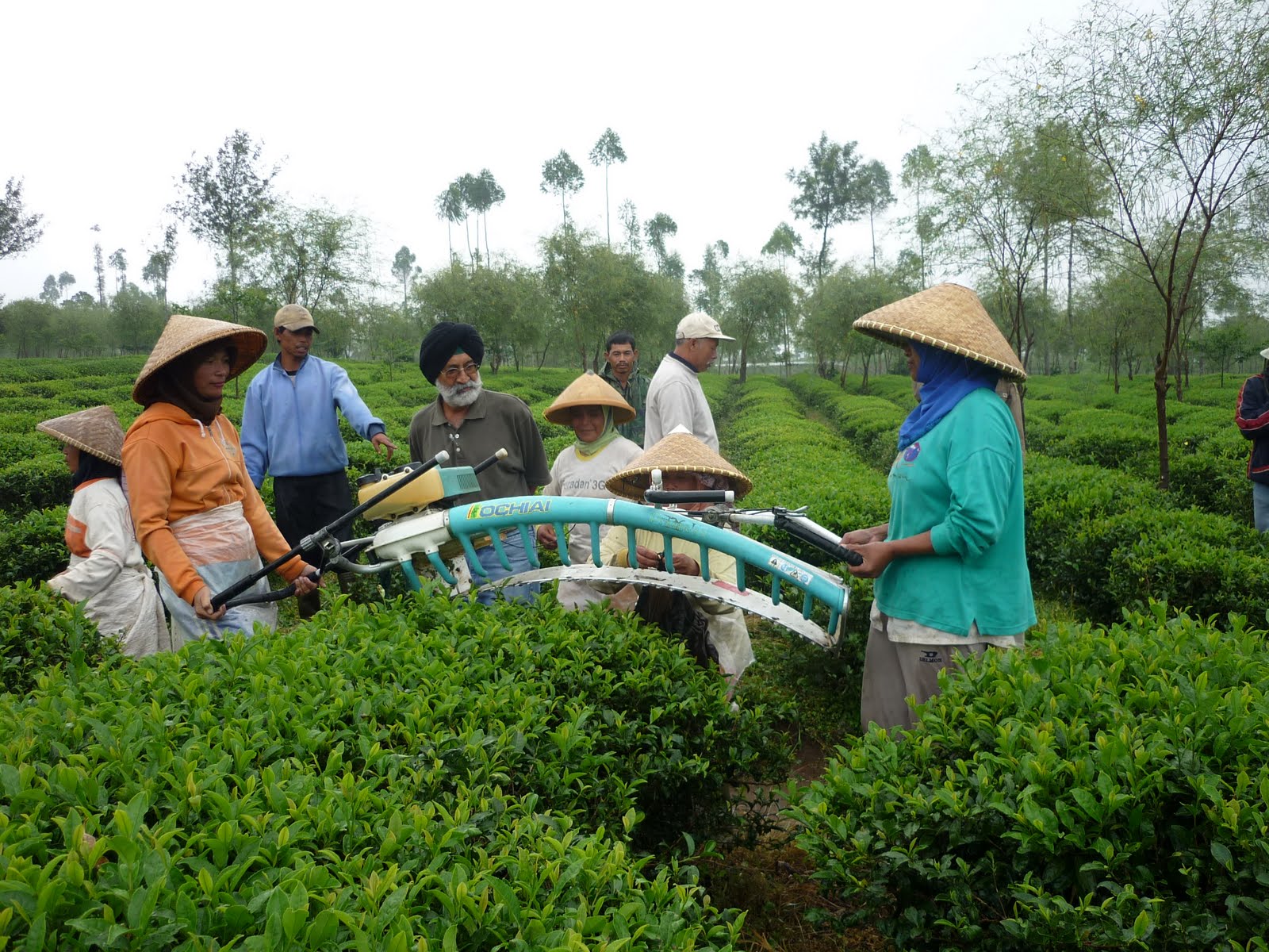 TeaChai Mechenical Harvesting of Tea
