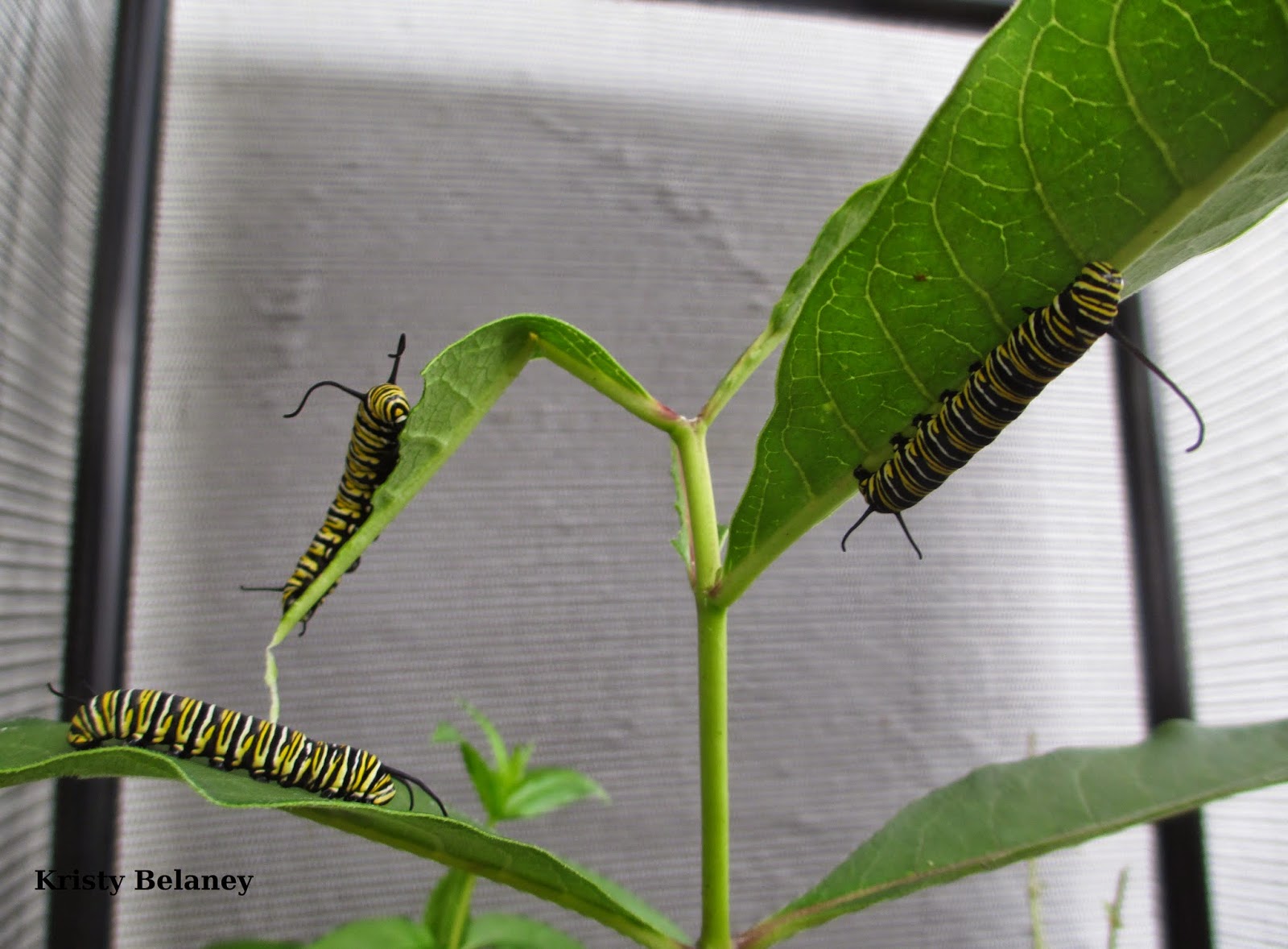 Numerous Monarch caterpillars munching on milkweed