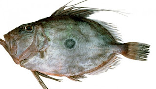 Ikan Dori Ikan Dori