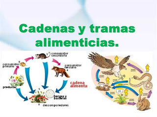 importancia de las cadenas alimenticias y redes troficas aula de innovaci 211 n pedag 211 gica 2096 cadenas alimenticias y importancia de las cadenas alimenticias y redes troficas aula de innovaci 211 n pedag 211 gica 2096 cadenas alimenticias y