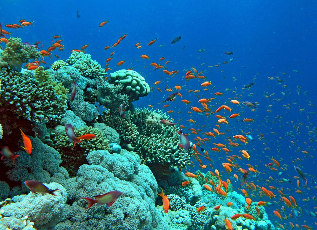 SUSIE of ARABIA: Finding Nemo: Snorkeling in the Red Sea