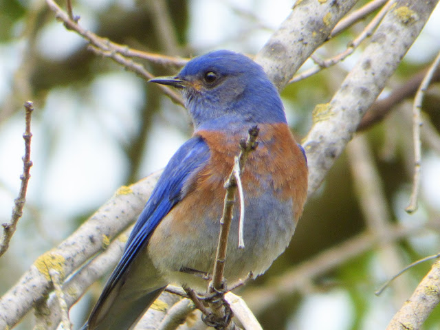 Geotripper&rsquo;s California Birds: Western Bluebirds Continue as One of the