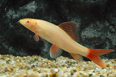 TIBURÓN ALBINO TIBURÓN ALBINO